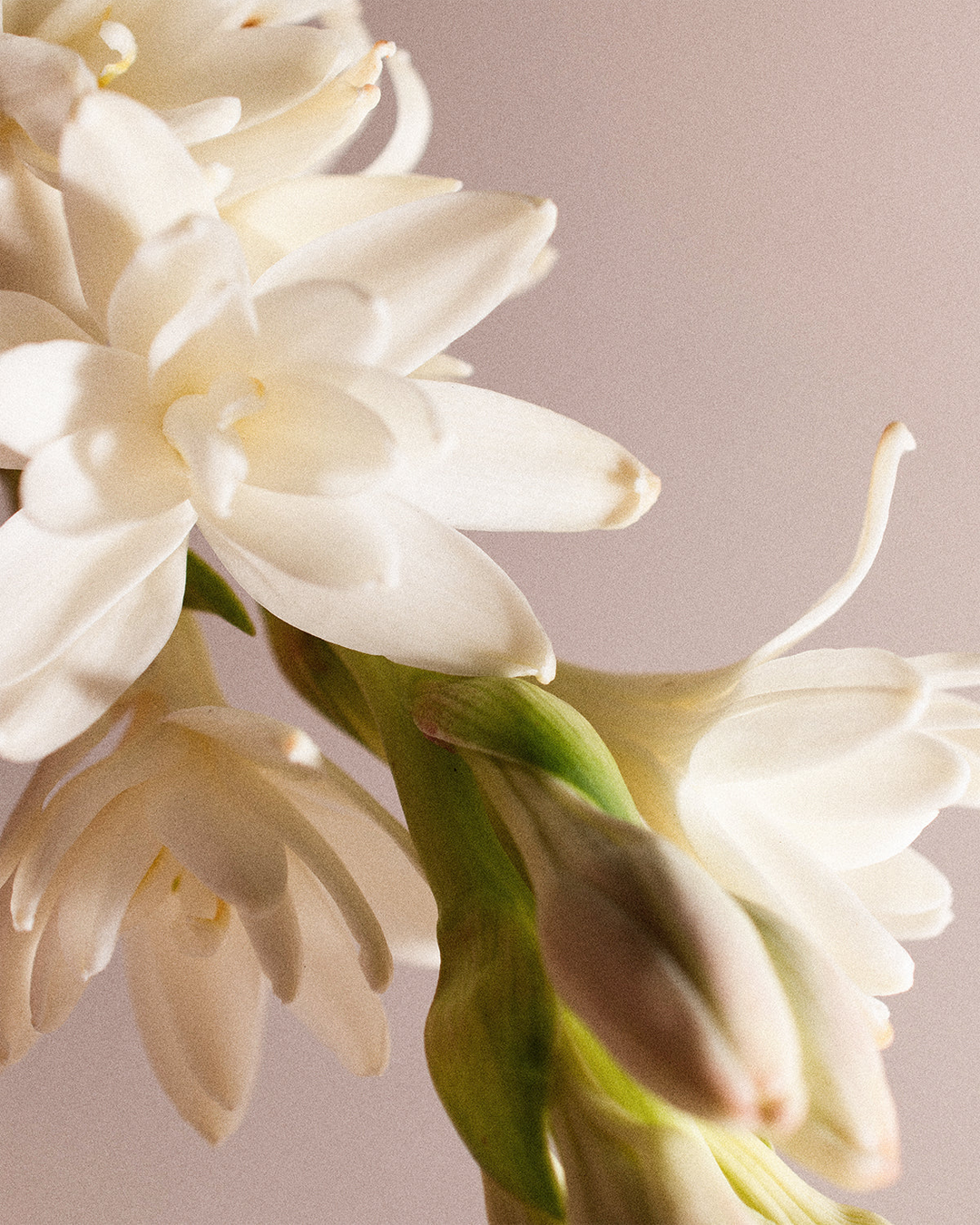 Eau de Parfum - Rhizome 07